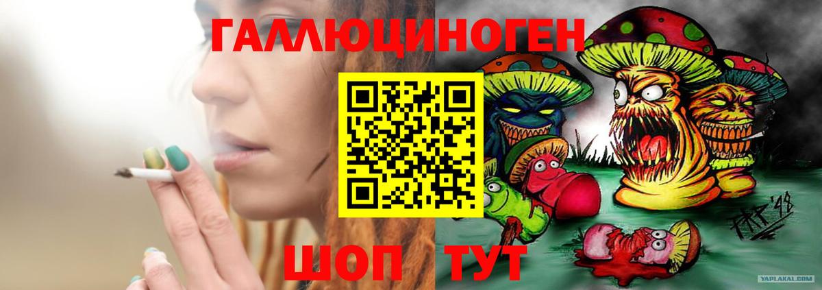 Галлюциногенные грибы Psilocybe Ставрополь